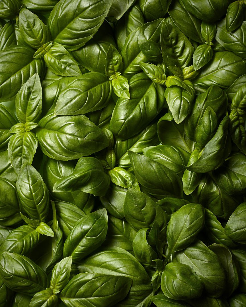 Close-up of fresh green basil leaves densely covering the entire frame