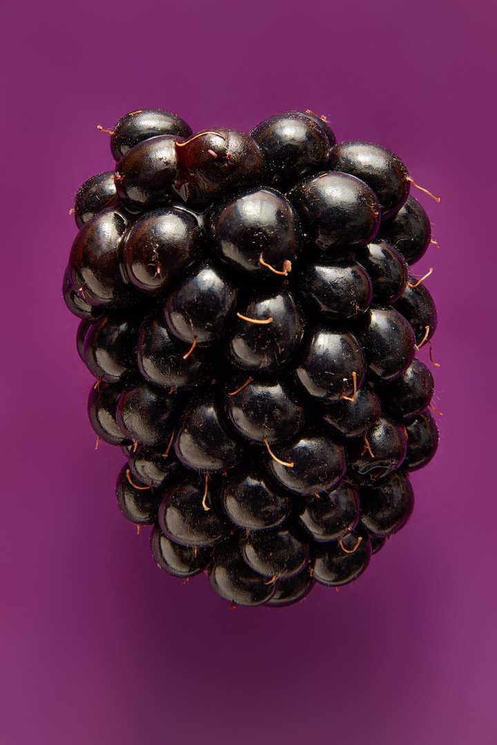 Close-up of a single ripe blackberry against a purple background