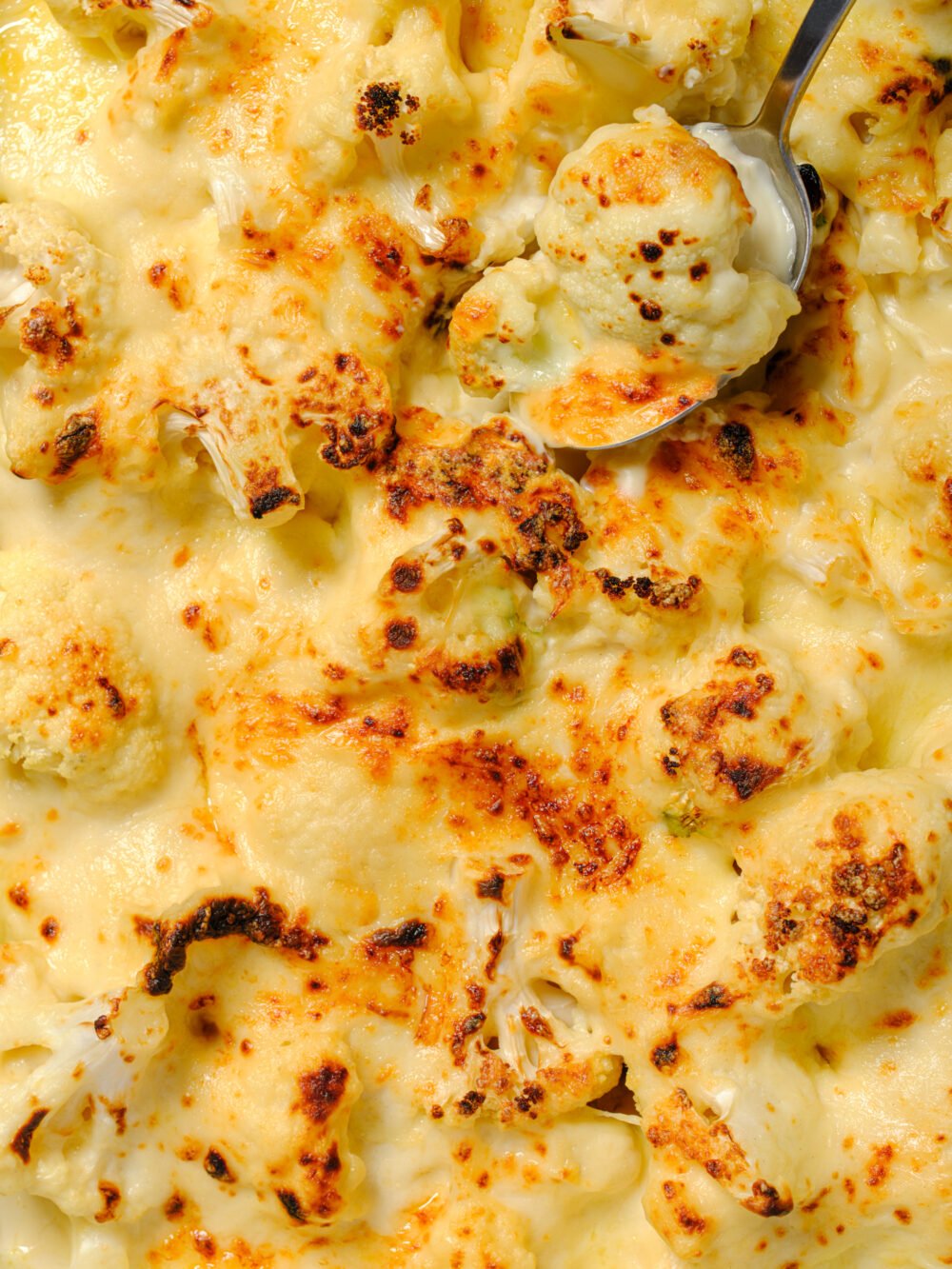 macro food photograph of cauliflower cheese with a spoonful being taken out